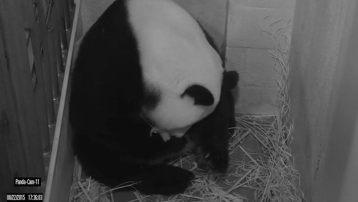 © Reuters. Panda Mei Xiang em foto divulgada pelo Zoológico Nacional