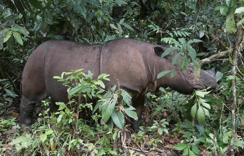 © Reuters. حديقة حيوان اوهايو تنقل آخر وحيد قرن سومطري في أمريكا إلى اندونيسيا