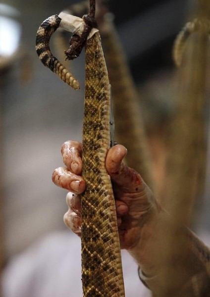 © Reuters. تعرض رجل في كاليفورنيا لعضة الحية ذات الجرس اثناء التقاط صورة