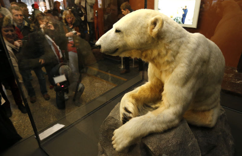 © Reuters. Journalists watch the full-sized polar bear Knut model covered with the original fur during the presentation to the media at the natural history museum in Berlin