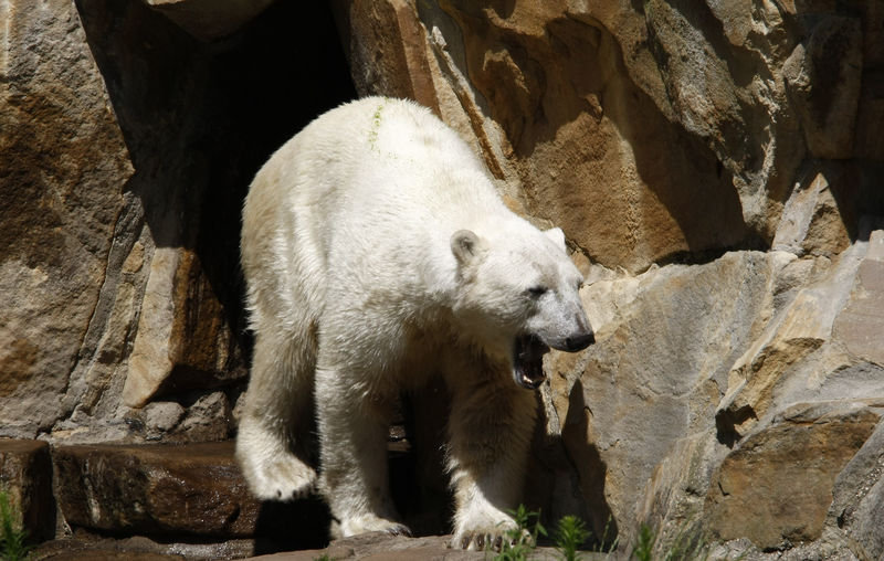 © Reuters. Urso polar Knut caminha no zoo de Berlim