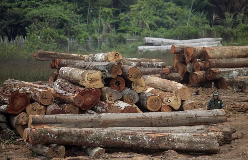 © Reuters. La destrucción forestal se frena en 2014 pero duplica el tamaño de Portugal 