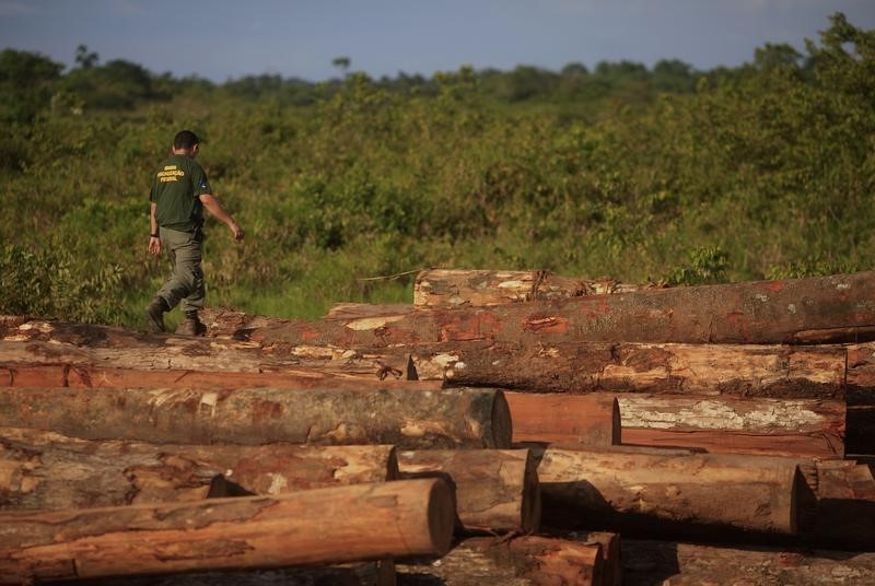 © Reuters. Agente do Ibama andando em madeira ilegal na Amazônia