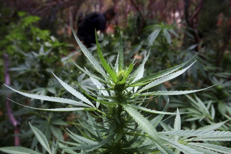 © Reuters. Autorizan tratar a una niña con un fármaco a base de marihuana en México