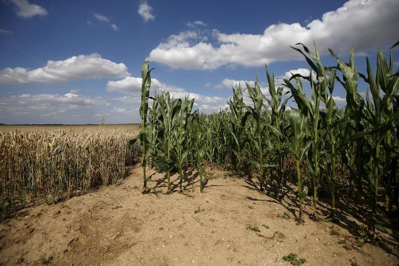 © Reuters. General view of a field of maize and wheat affected by drought at Oisy le Verger