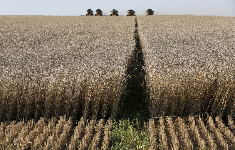 © Reuters. مصر تشتري 170 ألف طن من القمح الروسي