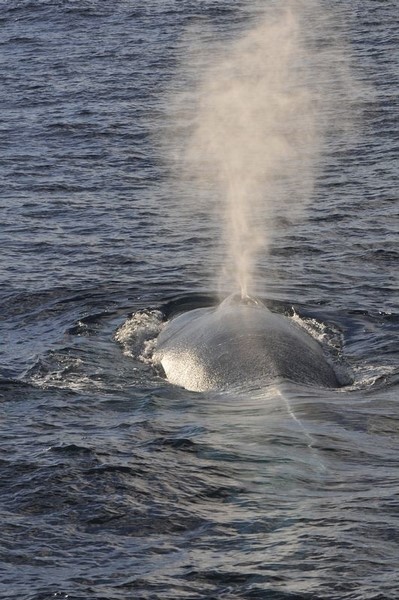 © Reuters. سفن لمراقبة الحيتان تبحث عن حوت أزرق في ورطة قبالة كاليفورنيا