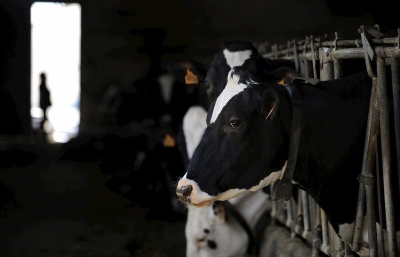 © Reuters. El sector lácteo alcanza un preacuerdo para frenar su crisis de precios