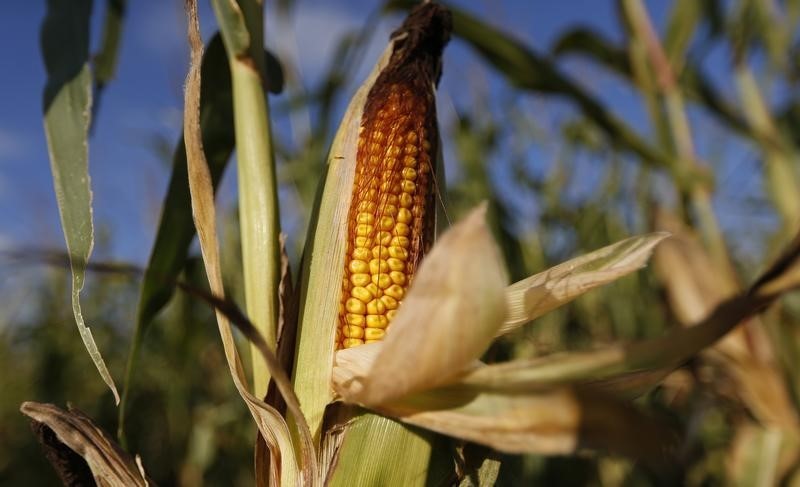 © Reuters. LA FRANCE VEUT RENFORCER SON MORATOIRE SUR LE MAÏS OGM