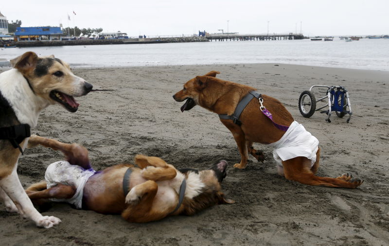 © Reuters. كلبة تمكث بجانب رفيقتها المحصورة في بئر لأيام وتطلب مساعدة البشر