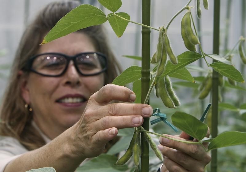 © Reuters. To match Special Report FOOD/MONSANTO