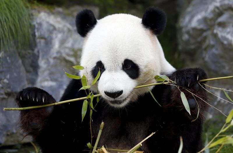 © Reuters. Panda gigante em Brugelette, na Bélgica