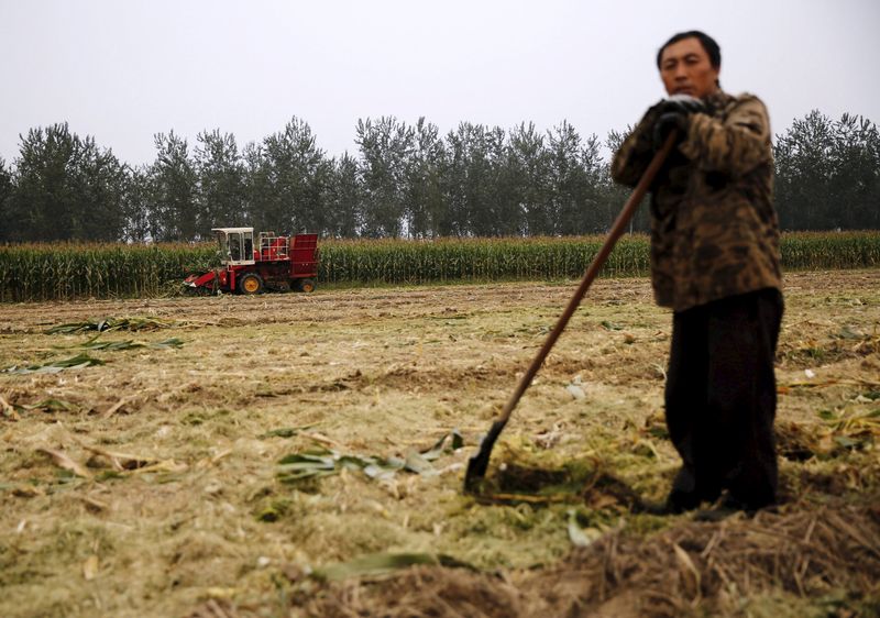 © Reuters. A farmer takes a break at a corn field as a harvester reaps corn at a farm in Gaocheng