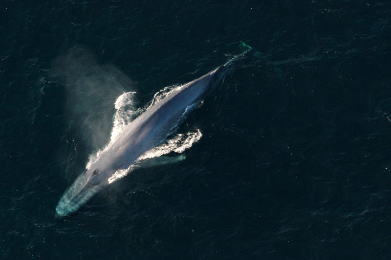 © Reuters. A blue whale surfaces to breathe in an undated picture from NOAA