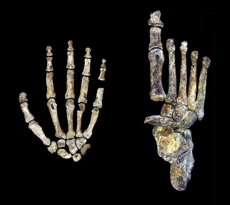 © Reuters. Handout of fossils of the hand and foot of the ancient human ancestor called Homo naledi, discovered in a cave in South Africa