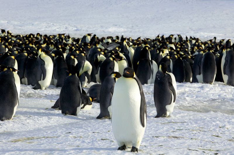 © Reuters. Emperor penguins are seen in Dumont d'Urville, Antarica in this file photo