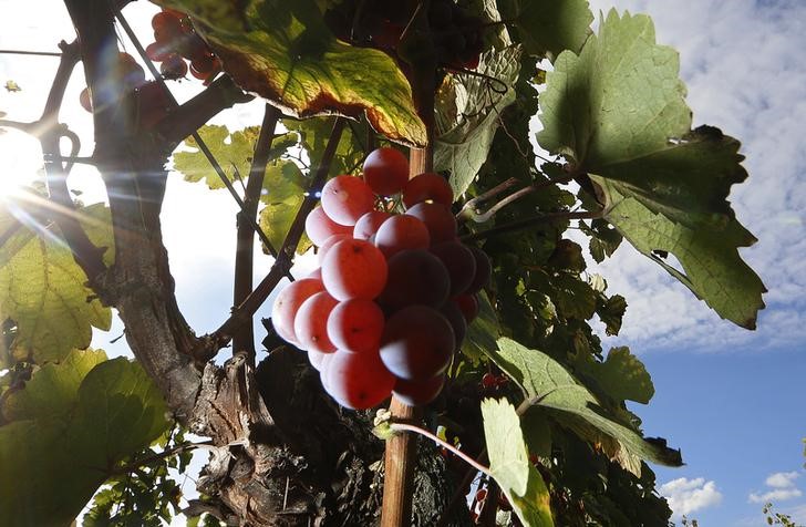 © Reuters. Vino, Coldiretti: Italia supera produzione Francia, prima al mondo