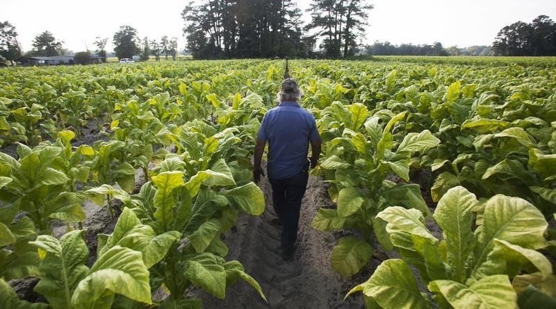 © Reuters. Lester "Buddy" Stroud, a farm hand at Shelley Farms, walks through a field of tobacco ready to be harvested in the Pleasant View community of Horry County