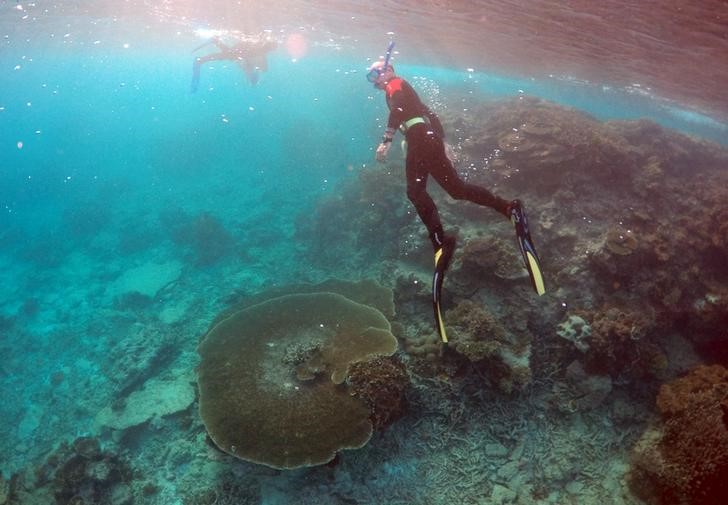 © Reuters. El calor del océano dañará corales en todo el mundo este año  