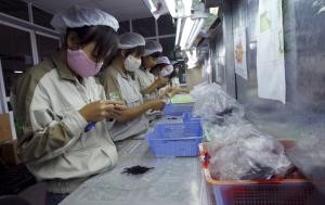 © Reuters. File photo of women working at a plastic factory, which makes plastic parts for electronic production, in Que Vo district, outside Hanoi