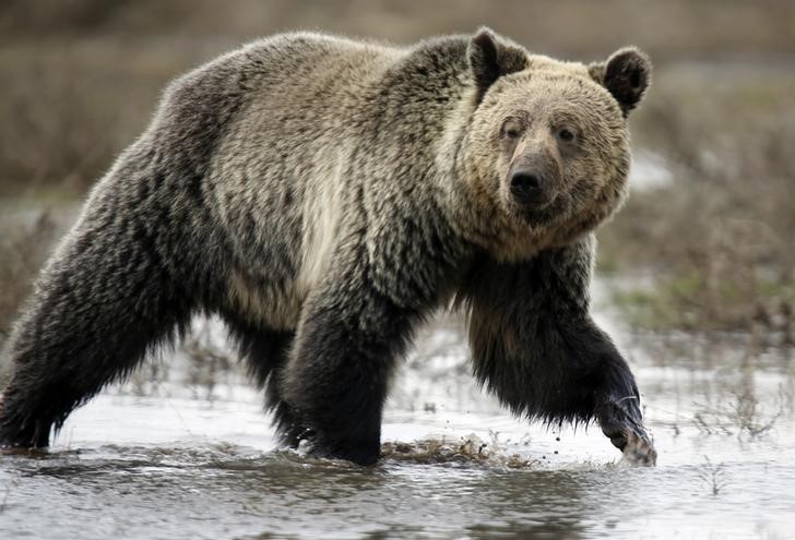 © Reuters. ولاية مونتانا الامريكية تحمي موطن الدب الأشيب