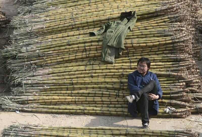 © Reuters. Homem ao lado de cana de açúcar em Nanjing, na China