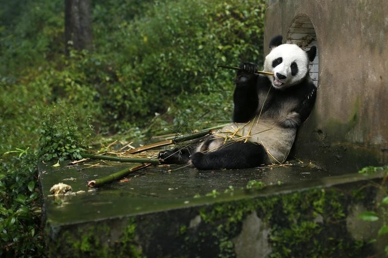 © Reuters. جرينبيس: أنشطة قطع الغابات بالصين تهدد الموطن الطبيعي للباندا