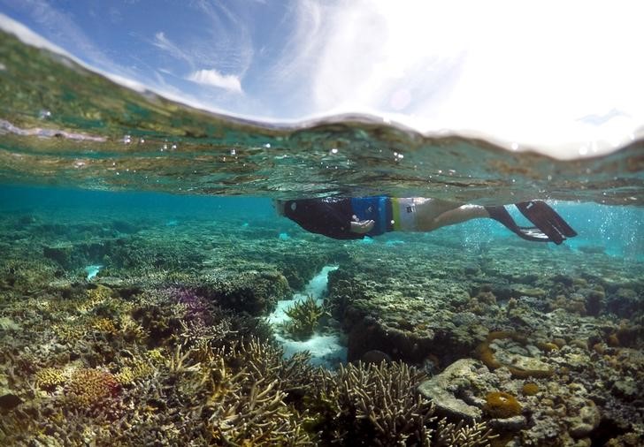 © Reuters. بحث: مادة واقية من أشعة الشمس تسبب السمية للشعاب المرجانية
