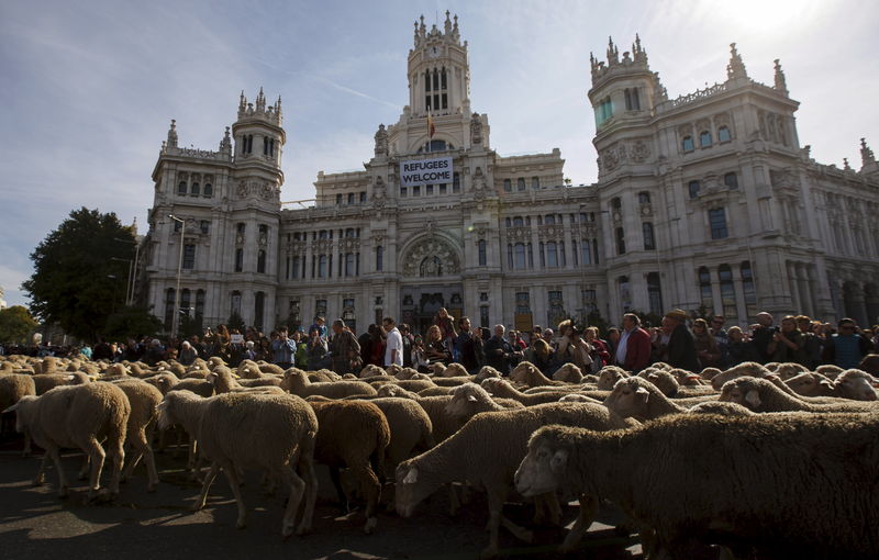 © Reuters. Miles de ovejas recorren Madrid para reivindicar la transhumancia