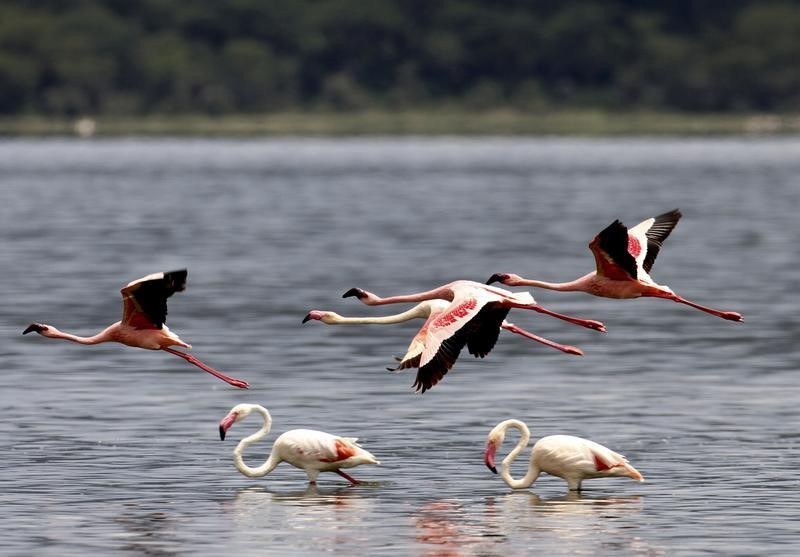 © Reuters. النمو السكاني وازالة الغابات يهددان بحيرة ناكورو في كينيا