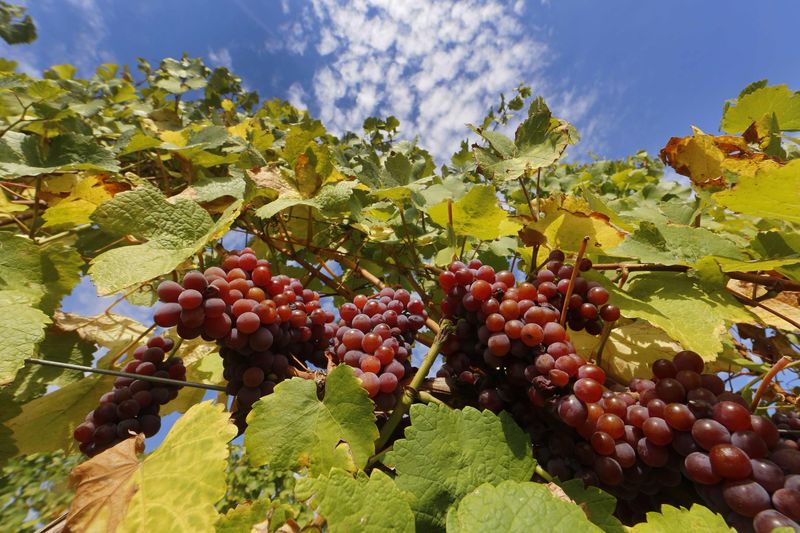 © Reuters. File photo of bunches of grapes hanging from the vine in a vineyard in Alsace, before their harvest in Orschwihr