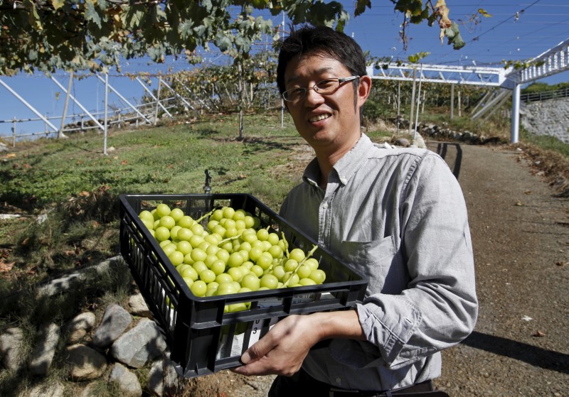 © Reuters. Soichi Furuya, a third generation fruit farmer, displays a basket of grapes near grape vines at a fruit farm in Fuefuki, Yamanashi 