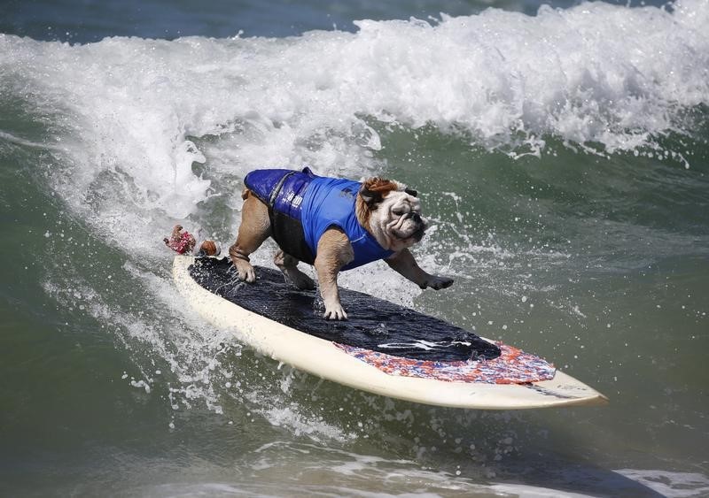 © Reuters. Cão Tillman surfa em Huntington Beach, na Califórnia