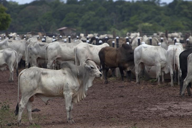 © Reuters. Gado aguarda embarque em Moju, no Pará, antes de ser exportado 