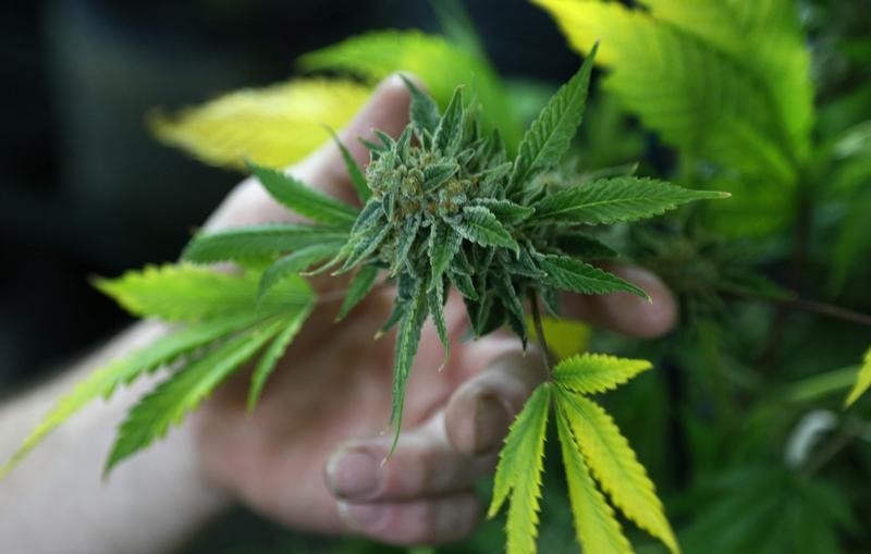 © Reuters. A fully budded marijuana plant ready for trimming is seen at the Botanacare marijuana store ahead of their grand opening on New Year's day in Northglenn, Colorado