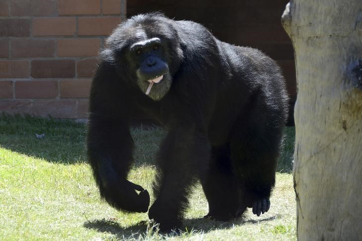 © Reuters. علماء يعترضون على نتائج دراسة سابقة تتعلق باصوات الشمبانزي