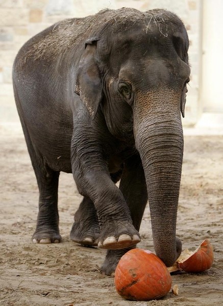 © Reuters. نشطاء الرفق بالحيوان يقاضون الحكومة الامريكية بسبب أمراض الفيلة