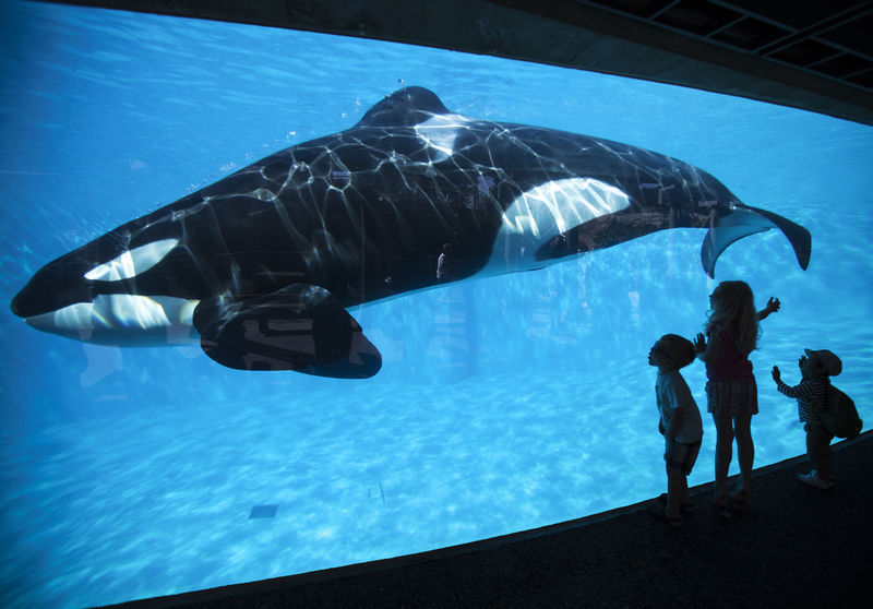 © Reuters. Crianças olhando baleia orca no parque SeaWorld, em San Diego, Califórnia