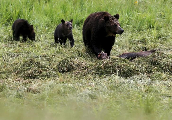 © Reuters. السكان الاصليون بأمريكا يعارضون رفع الحماية عن الدب الأشهب في يلوستون