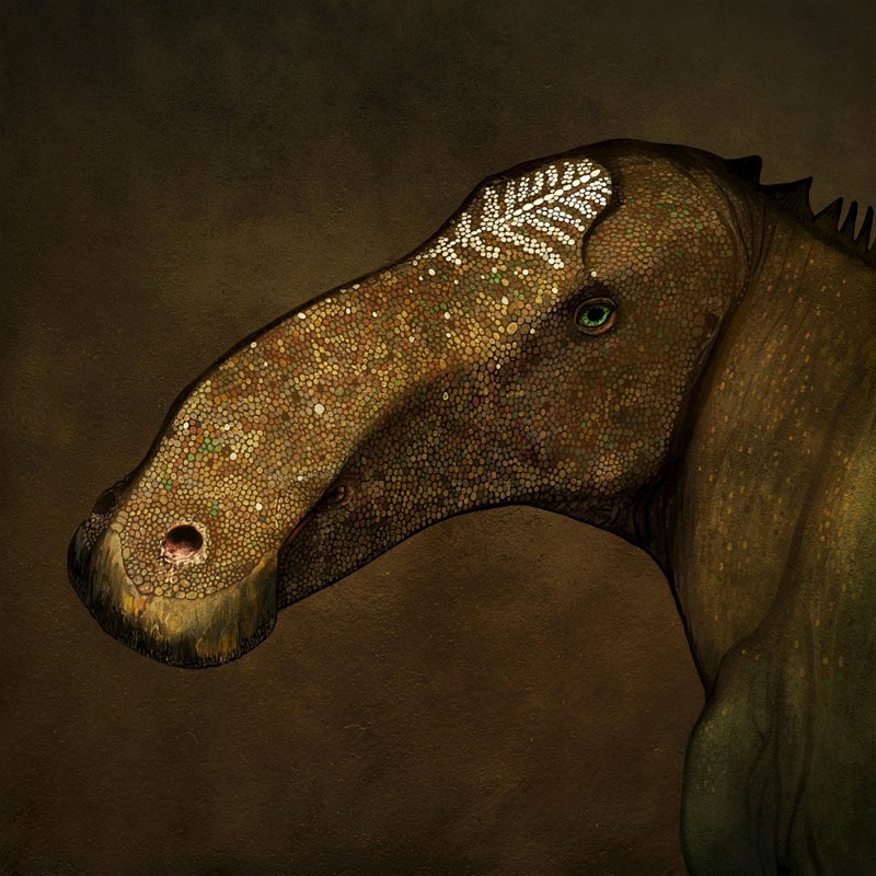 © Reuters. اكتشاف ديناصور يمثل اطلالة على تركيب رأس الديناصورات