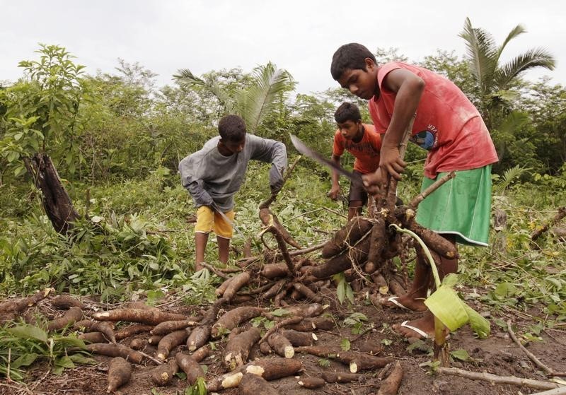 © Reuters. Crianças trabalhando em plantação na reserva ecológica do Juma, em São Félix