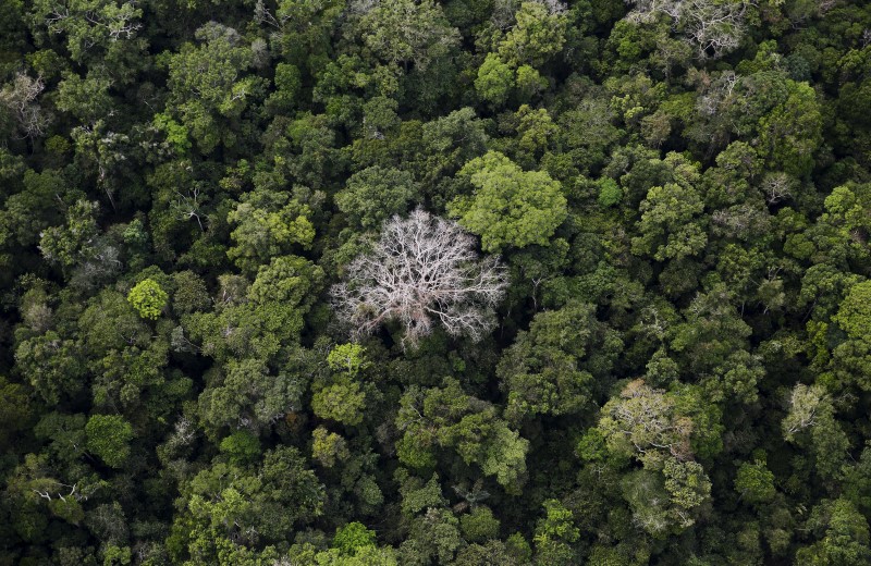 © Reuters. Más de la mitad de las especies de árboles de la Amazonia están en riesgo de extinción