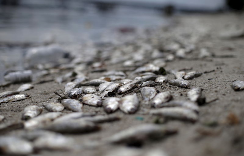 © Reuters. Peixes mortos na Baía de Guanabara, no Rio de Janeiro