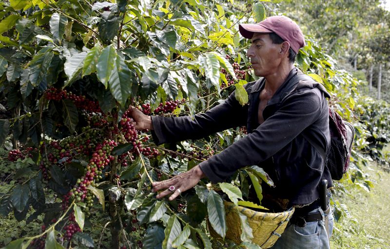 © Reuters. A man picks coffee berries at the Nogales farm in Jinotega