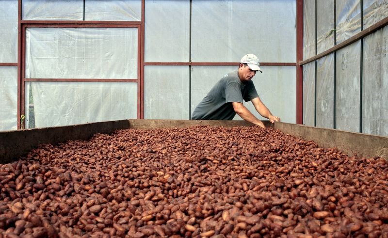 © Reuters. A worker dries cocoa beans at the 