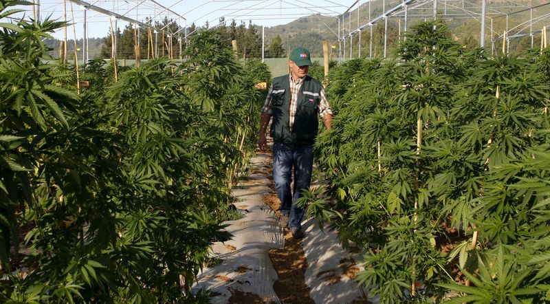 © Reuters. Plantação de maconha para uso terapêutico no Chile