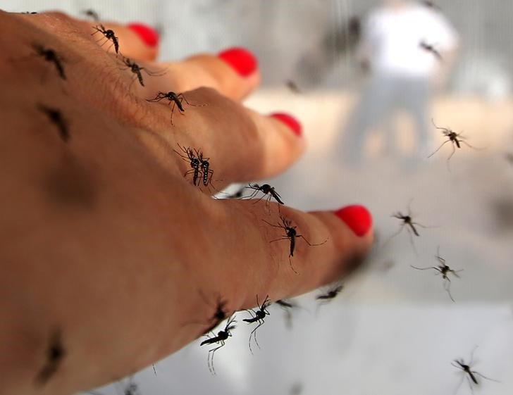 © Reuters. Un mosquito transgénico, listo para sumarse a la lucha contra el virus Zika