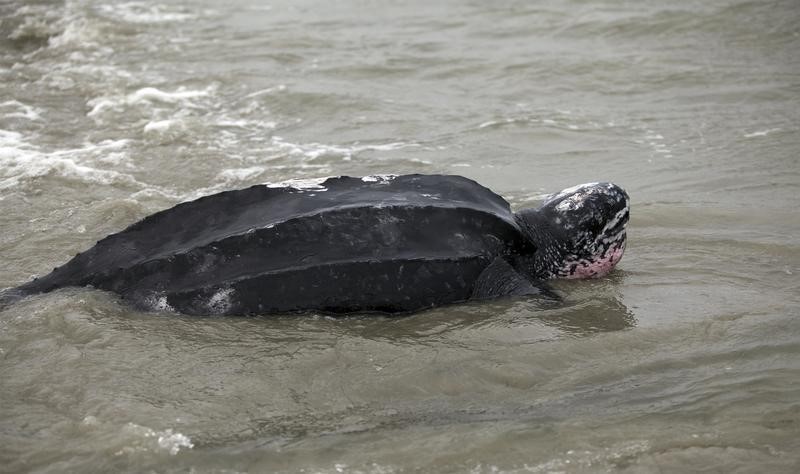 © Reuters. نقل سلاحف بحرية الى خليج للمياه الدافئة بعد معاناة من برودة الجو