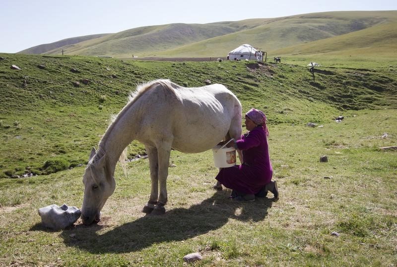 © Reuters. A farmer's wife milks a horse on the mountainous Assy plateau