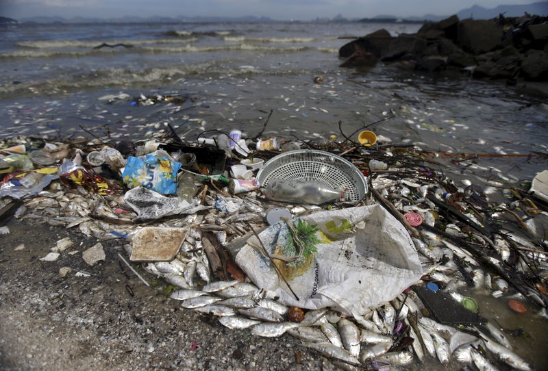 © Reuters. Peixes mortos e lixo na Baía de Guanabara 